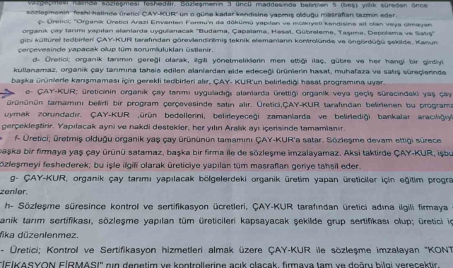 ÇAYKUR'dan 3. sürgün için kota açıklaması