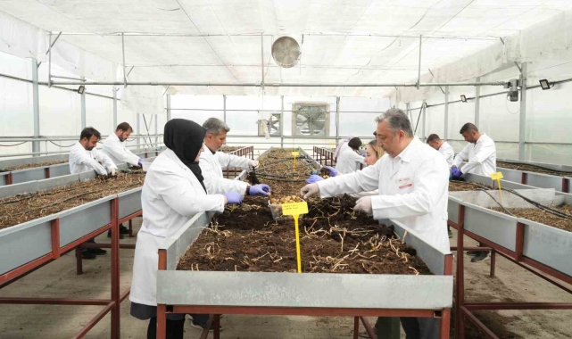 Çiftçilerin beklentisine uygun yerli ve milli patates çeşitleri geliştiriliyor