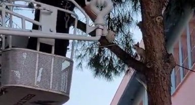 Çıktığı ağaçtan inemedi imdadına itfaiye yetişti