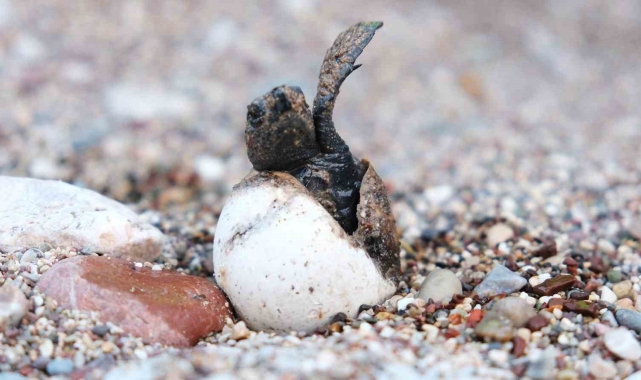 Çıralı'da caretta caretta rekoru