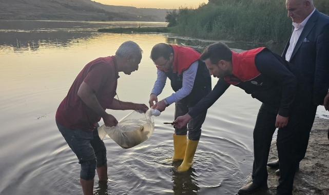 Cizre'de Dicle Nehrine 200 bin adet yavru sazan balığı bırakıldı