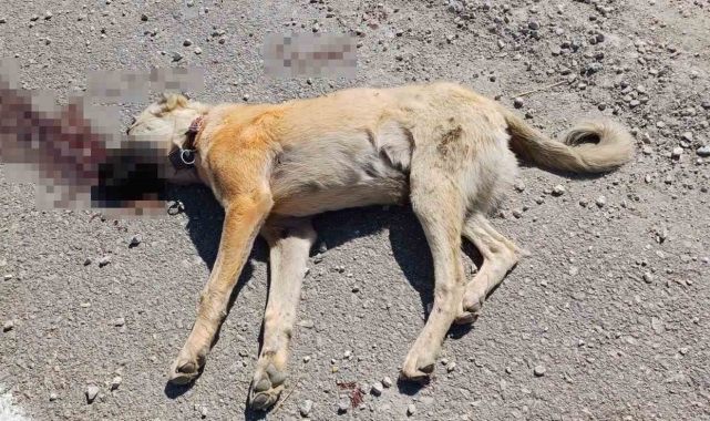 Çoban köpeğinin ezilerek öldürülmesiyle başlayan kavgada biri çocuk 7 kişi yaralandı
