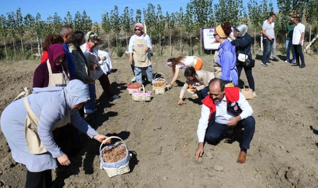 Çorum'da safran üretimi için ilk adım atıldı