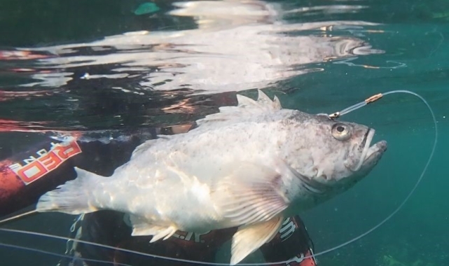 Dalgıçlar kaydetti, istilacı tür İzmit Körfezi'nde
