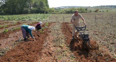 Deneme amaçlı böğürtlen dikti, şimdi siparişlere yetişemiyor