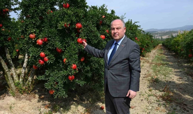 Denizli'de bu yıl 50 bin tonun üzerinde nar hasadı bekleniyor
