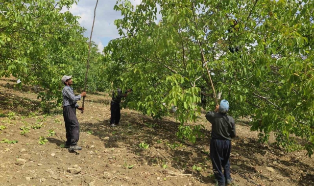 Deprem bölgesinde üreticinin yüzünü güldüren Çağlayancerit cevizi, modern tesislerde özenle işlenip paketlenerek piyasaya sürülüyor