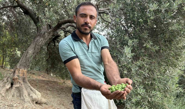 Deprem bölgesinde yüz güldüren hasat; sofralık zeytin kilogram fiyatı 70 TL'den alıcı buluyor