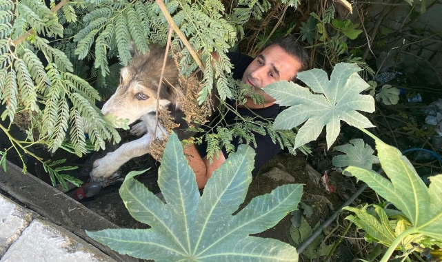 Dere yatağında mahsur kalan köpeği itfaiye kurtardı