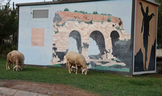 Doğurganlık hızının hızla düştüğü Aydın'da parklar koyunlara kaldı