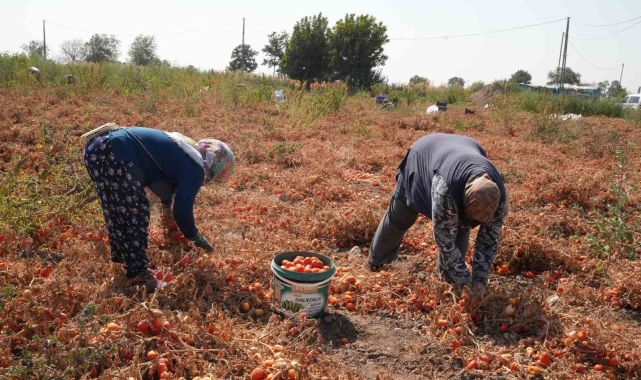 Domatesi tarlada kalan çiftçi, Büyükşehir aracılığıyla ihtiyaç sahiplerine bağışladı