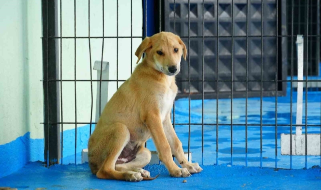 Düzce Belediyesi kedi-köpek sahiplendirme platformu kuruldu