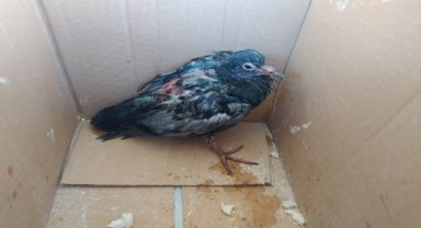 Düzce'den kısa kısa