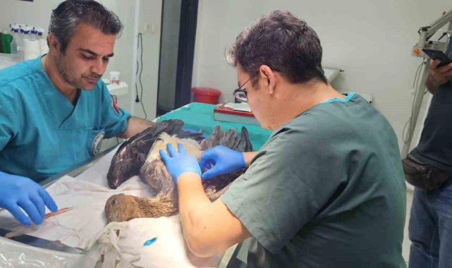 Edremit'te jandarma leyleğin yaşaması için zamanla yarıştı