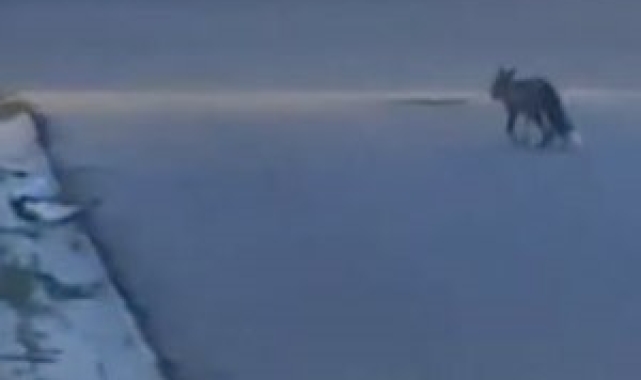 Elazığ'da aç kalan tilki yiyecek bulmak için şehre indi