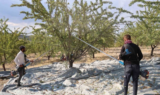 Elazığ'da badem hasadı sürüyor