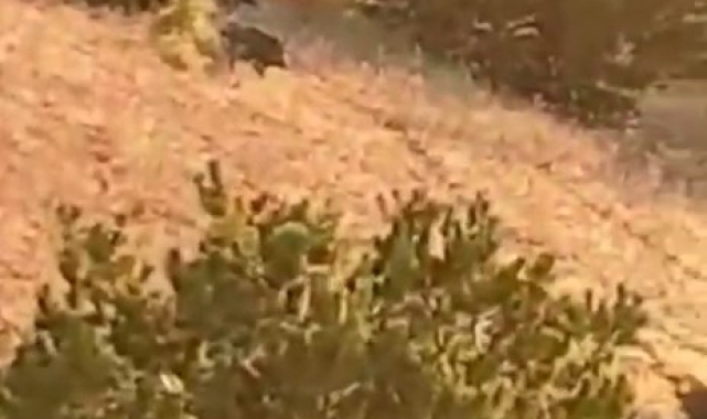 Elazığ'da domuz sürüsü bahçeyi talan etti, bahçe sahibi duruma tepki gösterdi