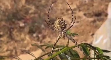 Elazığ'da dünyanın en zehirli örümceklerinden 'loblu örümcek' görüldü