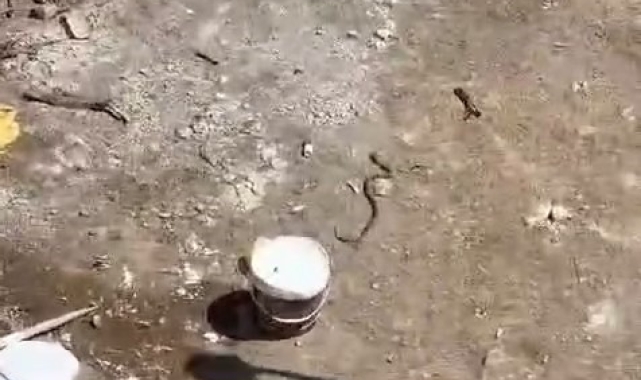 Elazığ'da işçiler tarafından etkisiz hale getirilen yılanın kafa kısmı kaçmaya devam etti