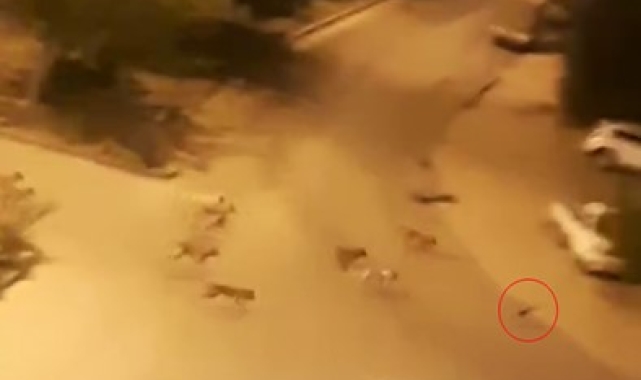 Elazığ'da sokak köpekleri, kediyi parçaladı