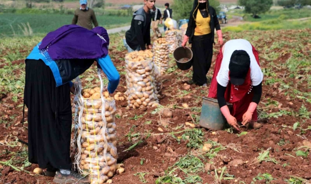 Erzincan'da patates hasadı başladı