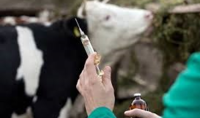 Eskişehir'de sonbahar şap aşılama kampanyası başladı