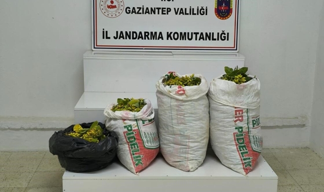 Fıstık hırsızlığı şüphelisi 2 şahıs tutuklandı