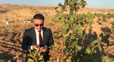 Fıstıkların geliri öğrencilere verilecek