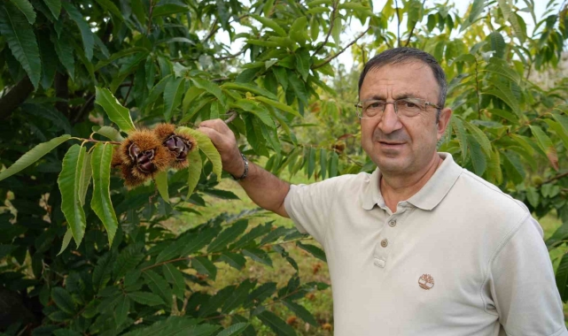 Gal arısına dayanıklı kestanenin hasadına başlandı