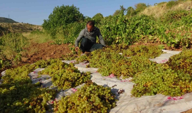 Gercüş'te kuru üzüm çeşitlerinin sergilenmesine başlandı