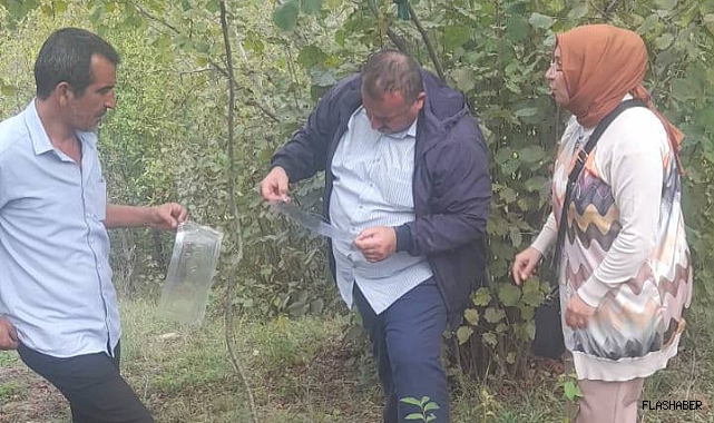GERZE’DE “KAHVERENGİ KOKARCA” İÇİN TUZAKLAR KURULDU!