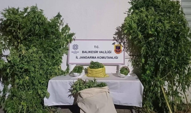 Gönen'de kamu arazisinde kenevir bitkisi yetiştiren şüpheliler yakalandı