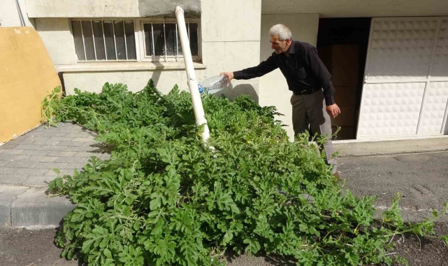 Görenler gözlerine inanamadı, karpuz yetiştirilmeyen Sivas'ta betonda karpuz yetişti