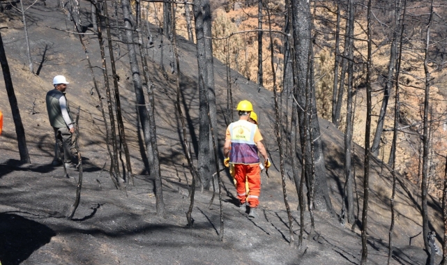 Göynük'te yanan ormanlık alan yeniden ağaçlandırılacak