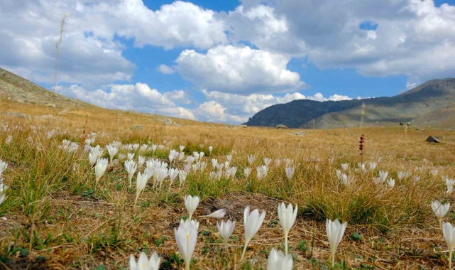 Gümüşhane dağlarında kışın habercisi "vargit" çiçekleri açtı
