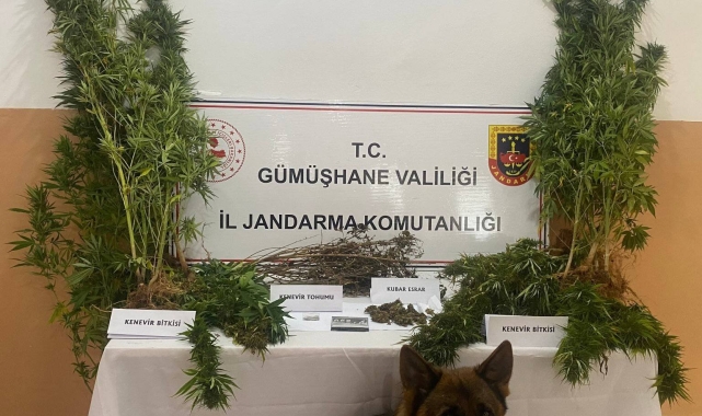 Gümüşhane'de bahçesine kenevir eken şahıs tutuklandı