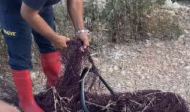 Hatay'da balık ağına takılan yılan itfaiye ekiplerince kurtarıldı