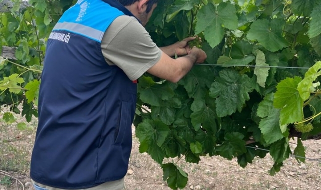 'Hevek-Devegözü Üzümü'ne coğrafi işaret alınacak
