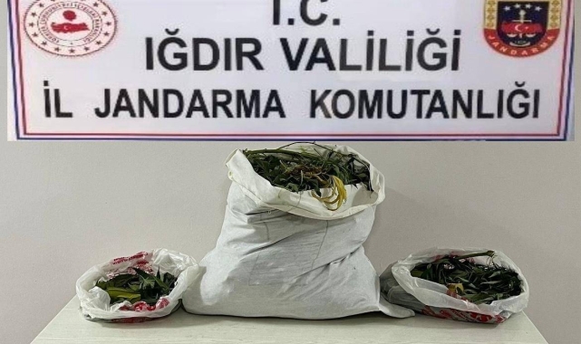 Iğdır'da farklı adreslere uyuşturucu operasyonu