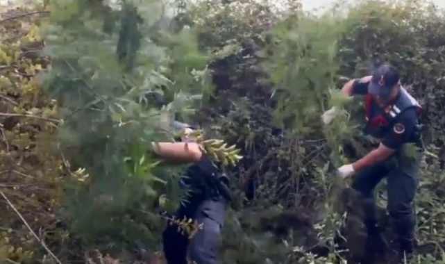 İş makinesiyle ağaçlık alana girip dikenlerin arasından uyuşturucu çıkarttılar