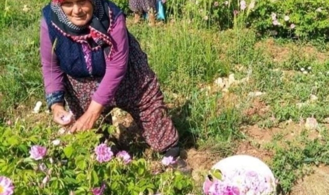 Isparta'da gül çiçeği fiyatı 90 lira olarak belirlendi