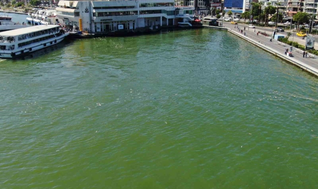 İzmir Körfezi'nde bilindik manzara: Yine binlerce ölü balık görüldü
