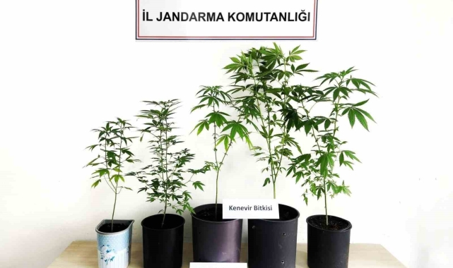 Jandarma kenevir bitkisi ve tohum ele geçirdi