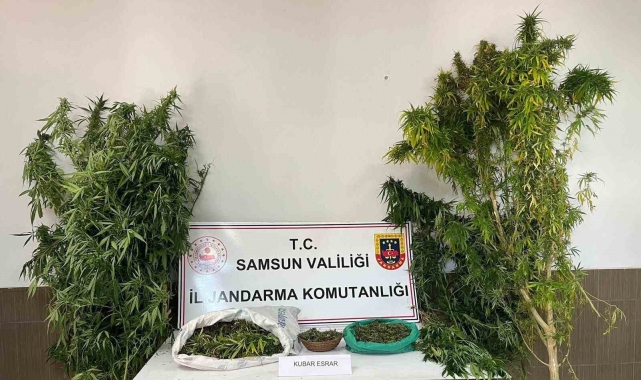 Jandarmadan uyuşturucu operasyonu