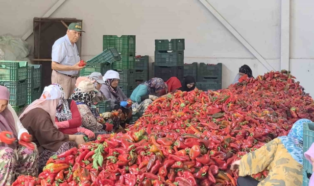 Kadınların ürettiği salçalar 25 yıldır Hollanda'ya ihraç ediliyor