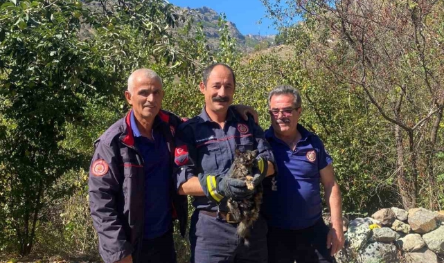 Kafasını kutuya sıkıştıran kedinin imdadına itfaiye ekipleri yetişti