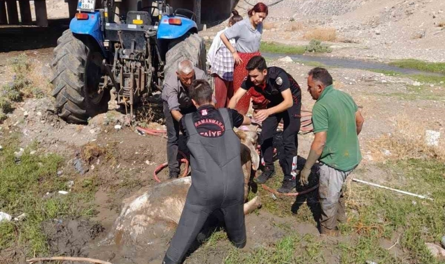 Kahramanmaraş'ta bataklığa saplanan büyükbaşı itfaiye kurtardı