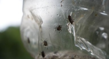 'Kahverengi kokarca' ile mücadeleye 300 milyon TL'lik 'tuzak' desteği