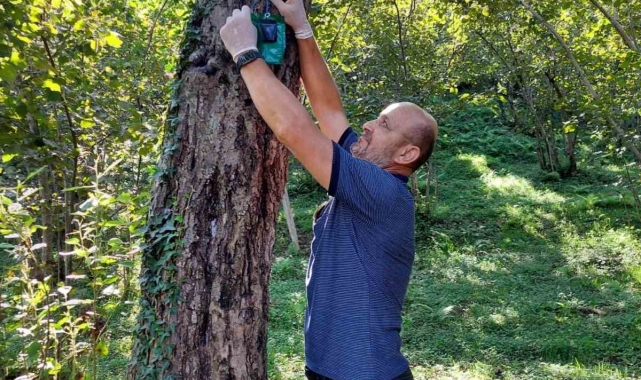 Kahverengi kokarcaya karşı "Cezbet-öldür" yöntemi