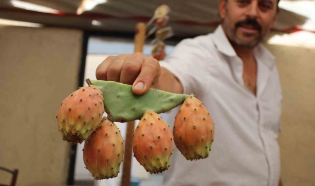 Kaktüs inciri, pazar tezgahlarının ilgi odağı oldu